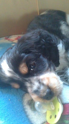 traitement puce pour chiot