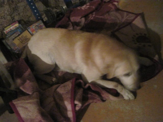 goldy