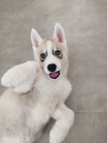 Chiots husky