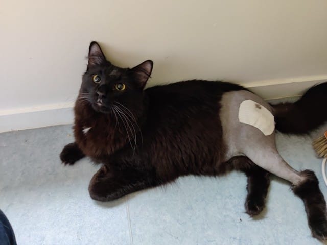 [Luxation hanche] Douleurs post-opératoires