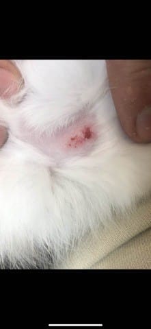 Petites croûtes lapin nain