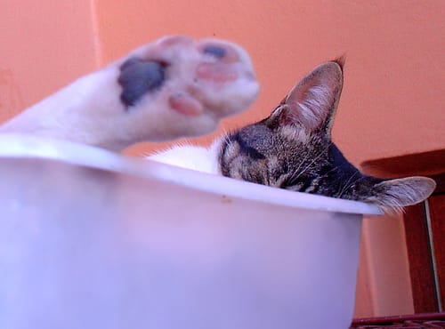Top 20 des chats "mis en boîte"