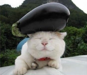 Des choses sur mon chat [photos]