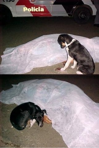 Le chien le plus loyal...