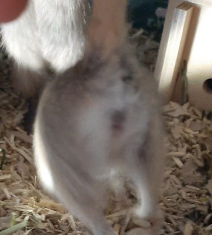 Ma gerbille est elle une femelle ?