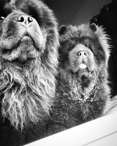 Rencontre de nos chow chow avec d'autre chow chow en haute Normandie