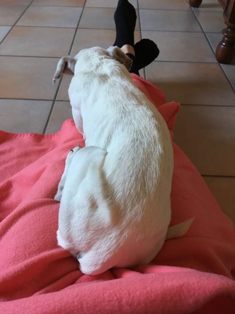 Mon chien est maigri