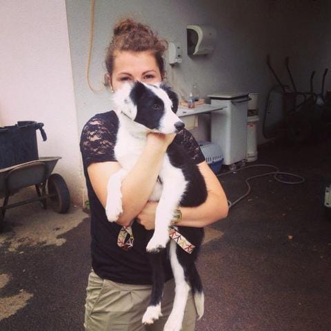 avec quoi mon chien est il croisé?