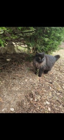 Chat de gouttière ou pas ?