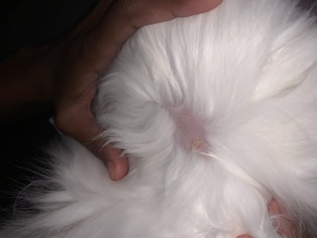 Plaie et trou sur le cou de mon chat