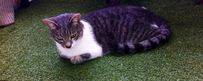 recherche étalon pour saillie