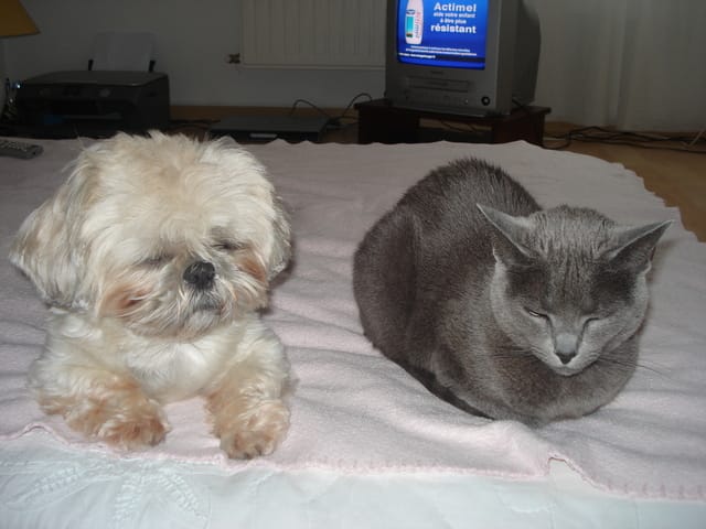 Hommage à mes 2 loulous