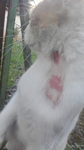 Gale du chat