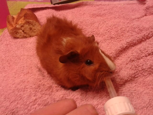Bienvenue .... Ma petit Daisy !