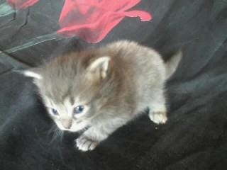 Nouveaux chaton+photos