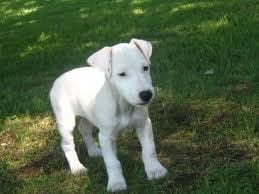 Est-ce qu'on peut installer la cage des octodons dehors ?