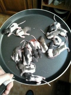 8 raotons en recherche de familles