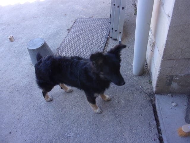 Identification race de chien