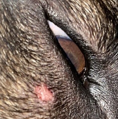 Plaie chien repousse poil