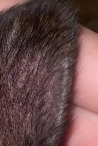 Perte poils oreille