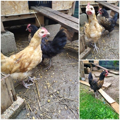 Sexer mes deux poussins