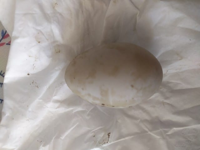 Oeuf trouvé dans l'eau