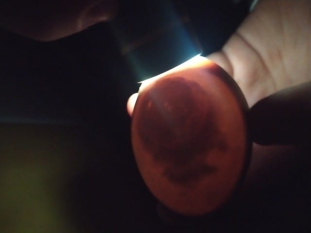 Oeuf vivant ou mort?