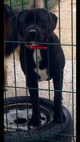 Labrador ou staff