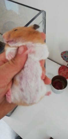 Question sur les hamster doré
