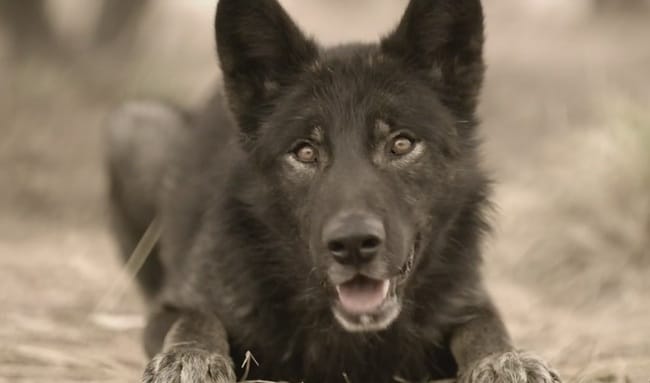 Saurez vous trouver cette race de chien?