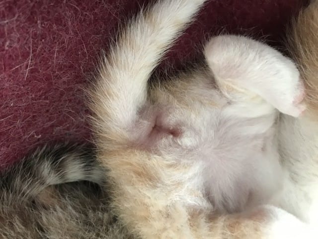 Identifier sexe chaton