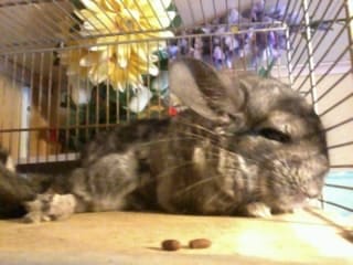 Comment faire pour combattre la chaleur pour mon chinchilla ?