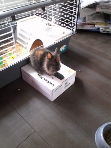 Question lapin extra nain :)