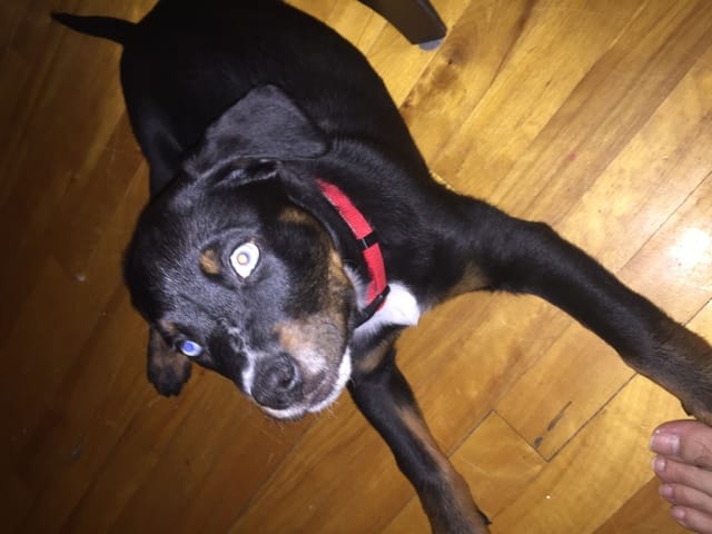 À quoi va t'il ressemblee ?