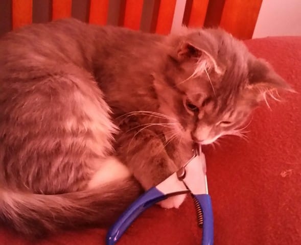 Gènes d'angora dans mon chaton?