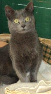 est ce que ma chatte est un korat?
