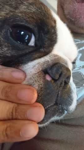 Bouton sous narine chien