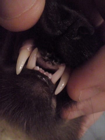 Avis de recherche : j'ai perdu 4 incisives