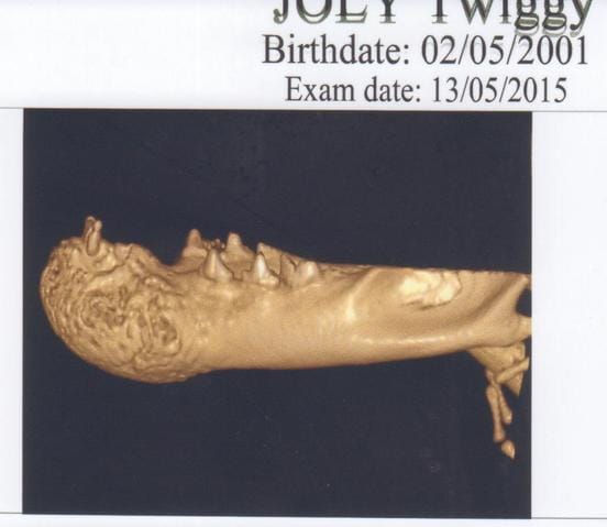 Os du Menton rongé (Tumeur ou autre ???)