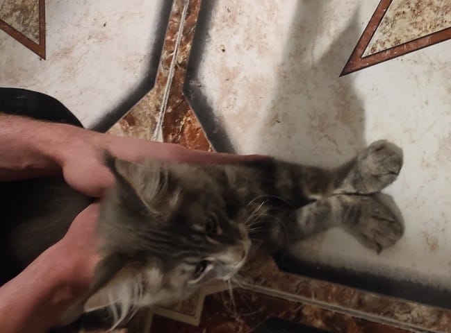 Probleme mit den Pfoten bei meinem Maine Coon?