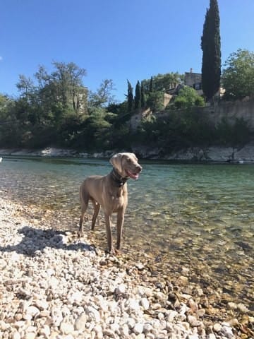 Propose étalon braque de Weimar pour Saillie