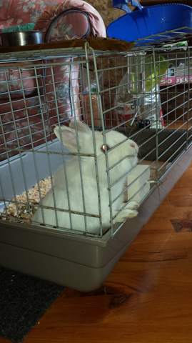 Mon lapin reste figé à son barreau de cage? (voir photo)