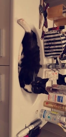 Est ce que normal que mon chat est fatigué après un vaccin