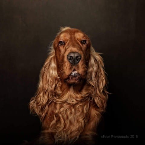 Chien adulte qui fait ses besoins la nuit