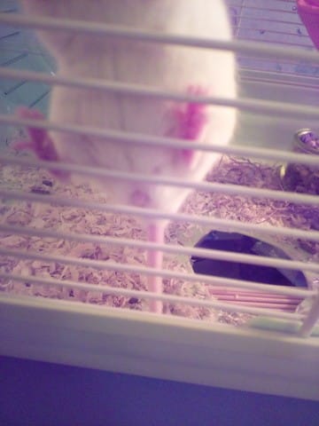 Gros doute sur le sexe de ma souris supposé mâle