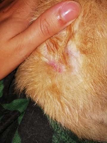 Mon chien a un toc ?
