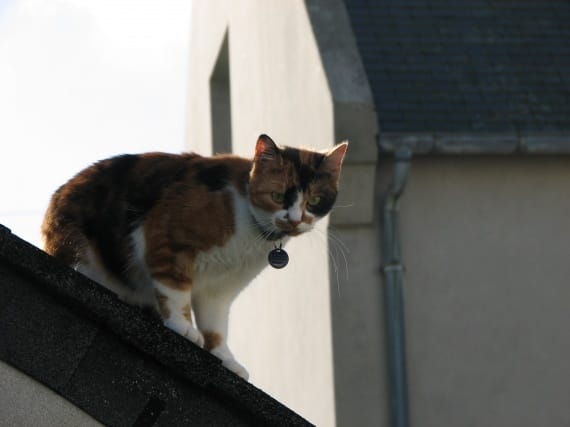 Prendre un deuxième chat?