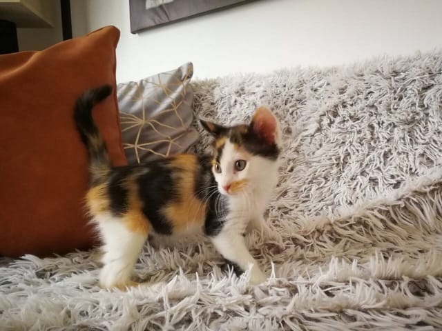 La mia gatta non accetta la nuova gattina!