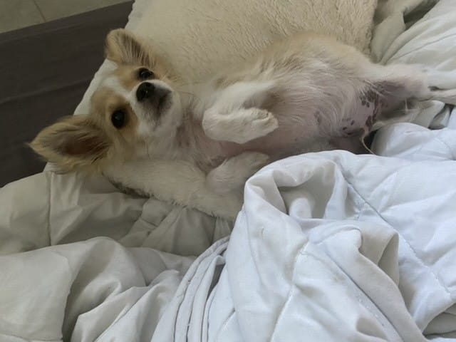 Cagnotte fracture tibia péroné - patte cassée