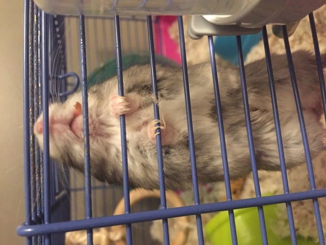 Mon hamster a une chose étrange sur la bouche